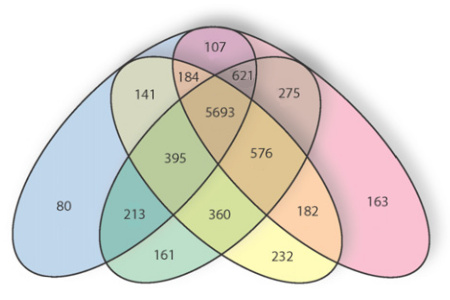 Overlap of genes of louse and other species