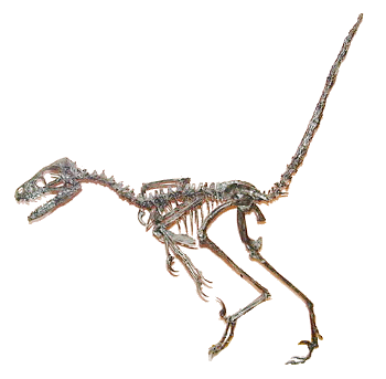 Bambiraptor feinbergi skeleton