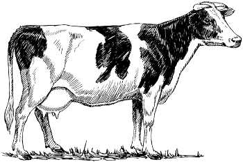 Drawing of a Holstein Cow