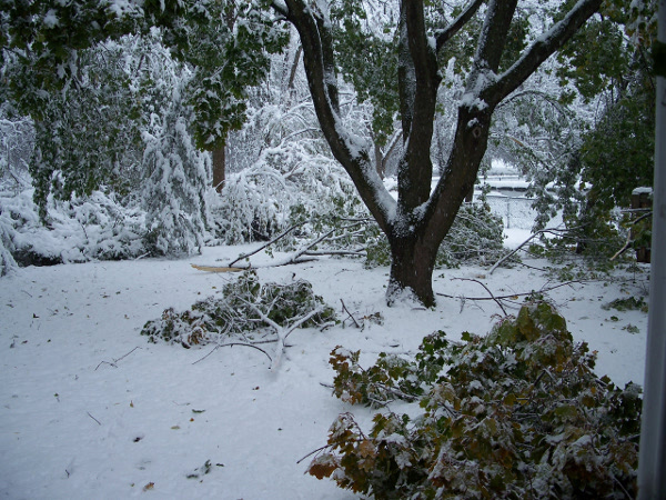 Fallen tree limbs caused by heavy snow, October, 29, 2011.