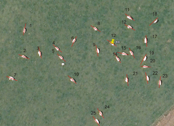 A herd of cattle at pasture (N54°57'8'', E-1°46'26'')