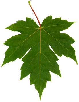 Maple leaf, acer rubrum