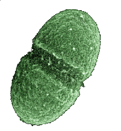 An Enterococcus faecalis bacterium