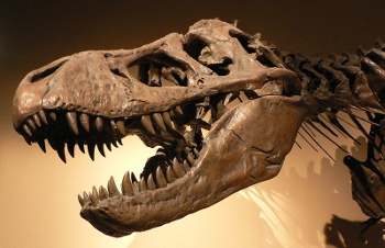 Tyrannosaurus Rex fossil head