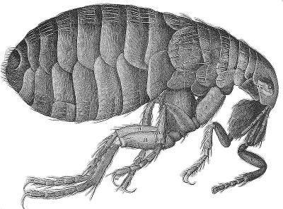 Flea engraving from Robert Hooke's Micrographia