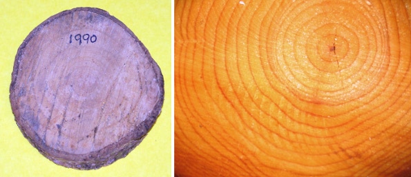 Examples of tree growth rings