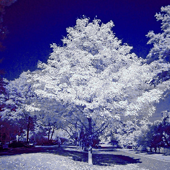 Infrared photo of a maple tree