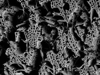 Wood rot micrograph