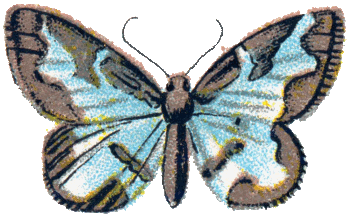 Abraxas_Marginata (Lomaspilis marginata) butterfly