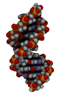DNA double helix atomic model
