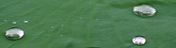 Leaf of an Indian Lotus, Nelumbo nucifera