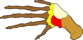 Bone structure of a whale fin.