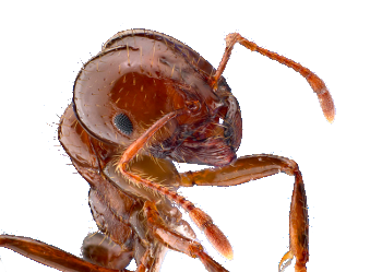 Fire ant (Solenopsis invicta) worker