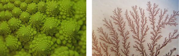 Examples of fractals in nature: Romanescu and copper dendrties.