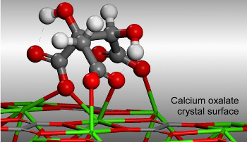 hydroxycitrate molecule straining crystal lattice of calcium oxalate