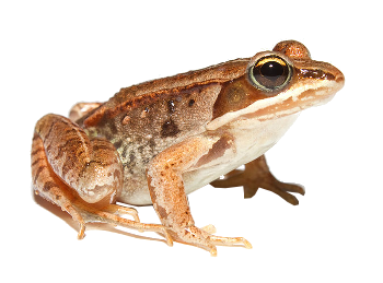 Wood frog (Rana sylvatica), photo by Brian Gratwicke