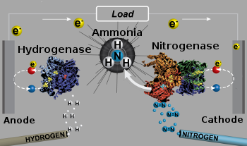 Schematic diagram of a bioelectrochemical hydrogen-nitrogen fuel cell