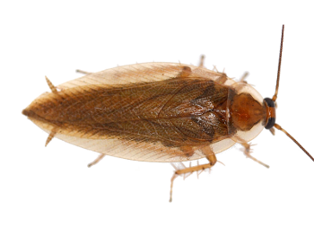 Cockroach, Ectobius vittiventris