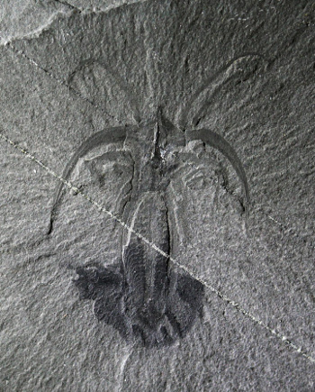 Cambrian Marrella fossil