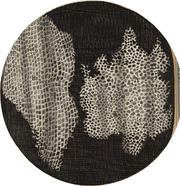Drawing of plant cells from Hooke's Micrographia, 1665