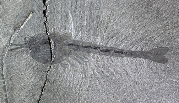 Waptia Cambrian fossil