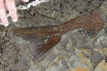A fish tail fossil from the Tanis deposit