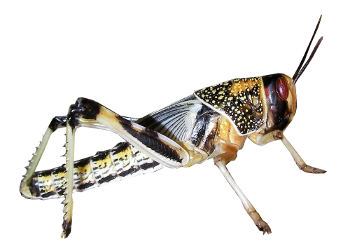 Nymph Locust (Schistocerca gregaria)