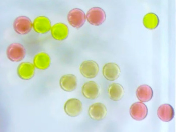 Magnetic droplets with different magnetic character