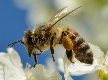 Western honey bee (Apis Mellifer)