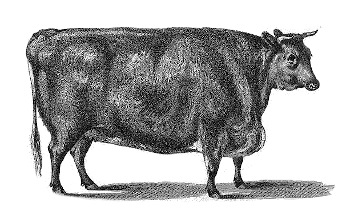 A fat 3-year old heifer (Wellcome Trust image V0021653)
