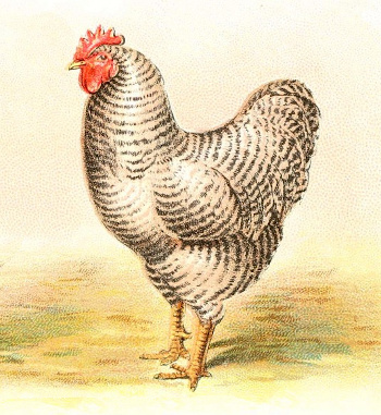A Barred Plymouth Rocks Chicken