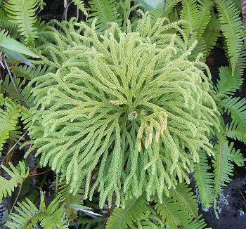 Lycopodium cernuum var. dussii plant