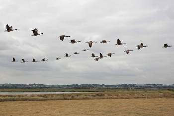 Canada Geese in V-formation