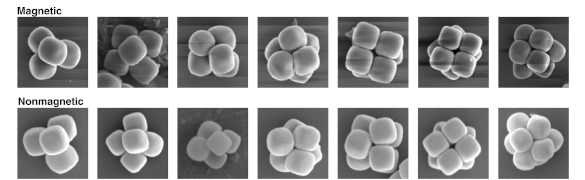 Scanning electron micrograph images of particle clusters