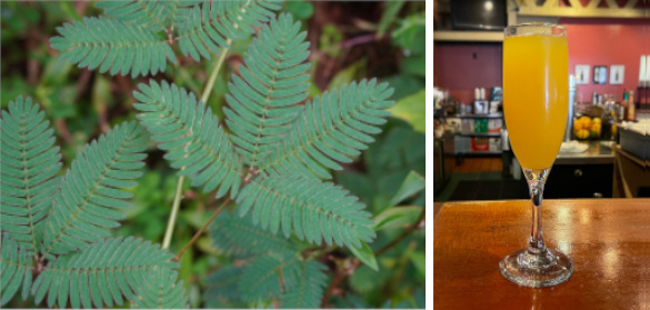 Mimosa plant and mimosa cocktail