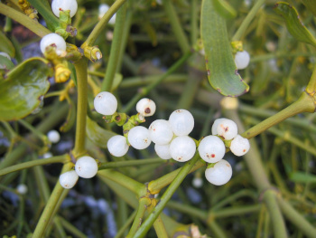 European mistletoe (Viscum album) berries