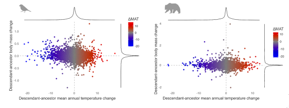 Mean annual temperature and body size evolution among extant birds and mammals.
