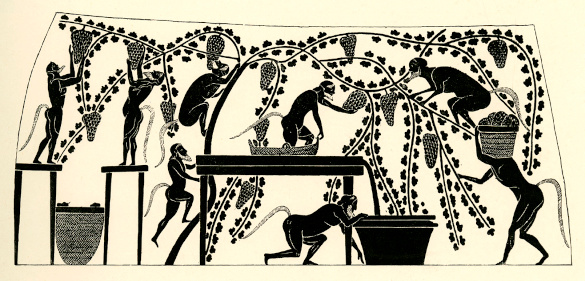 Satyrs harvesting grapes in a scene from an Attic amphora