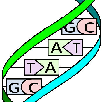 Base pairs of DNA