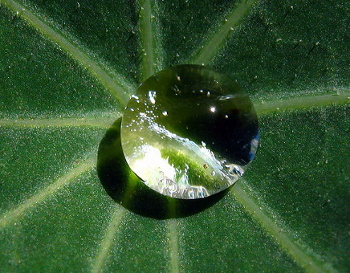Dew on a nasturtium leaf